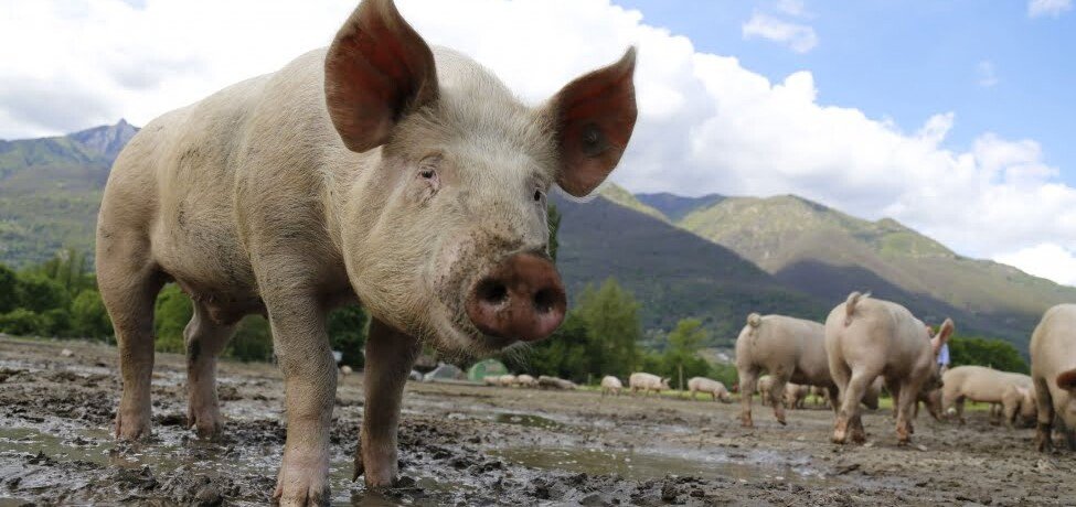 Study New type of swine flu has pandemic potential